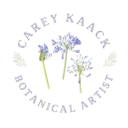 curved writing carey kaack Botanical Artist