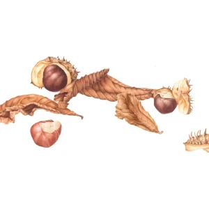 Aesculus hippocastrum botanical painting by Carey kaack