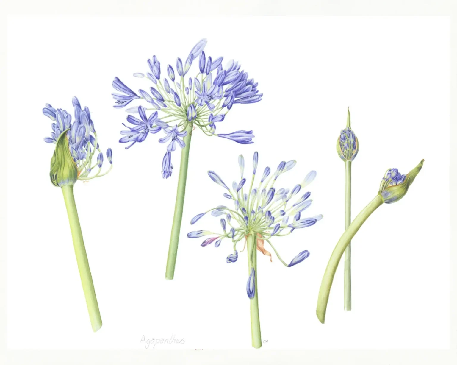 Agapanthus