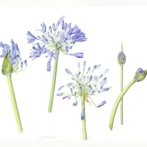 watercolour painting of Agapanthus-africanus