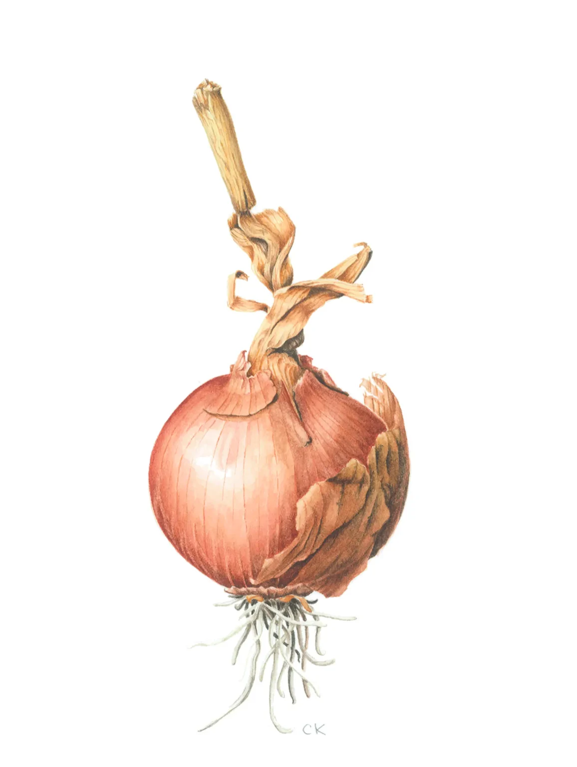 Allium cepa