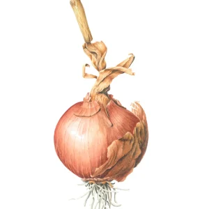 watercolour painting of an onion
