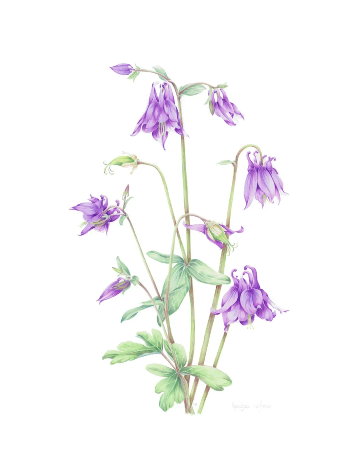 Aquilegia vulgaris