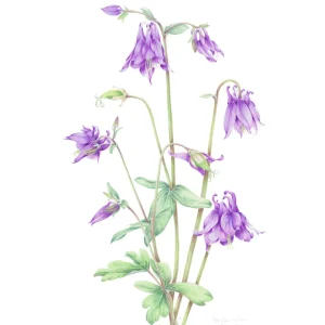 watercolour painting of purple granny's bonnet