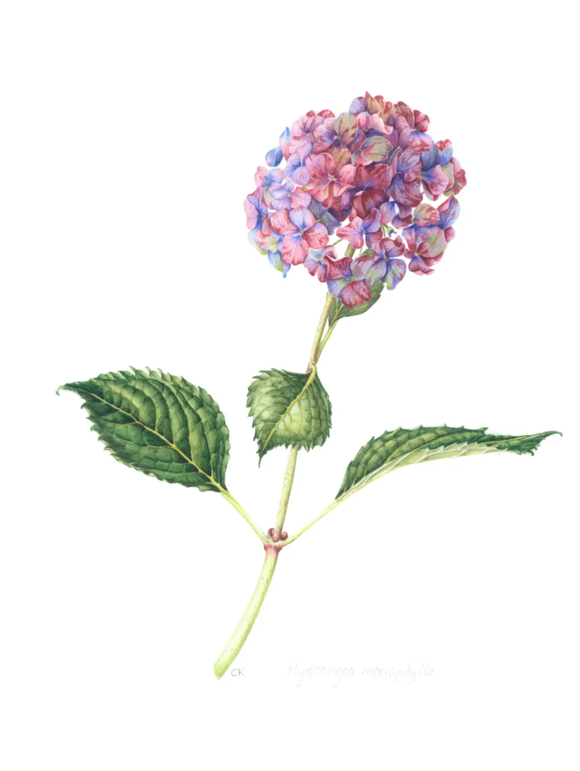 Hydrangea macrophylla