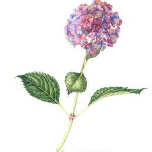 watercolour painting of Hydrangea macrophylla