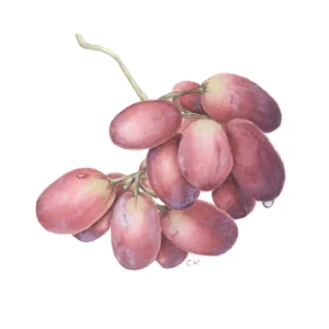 watercolour painting of grapes