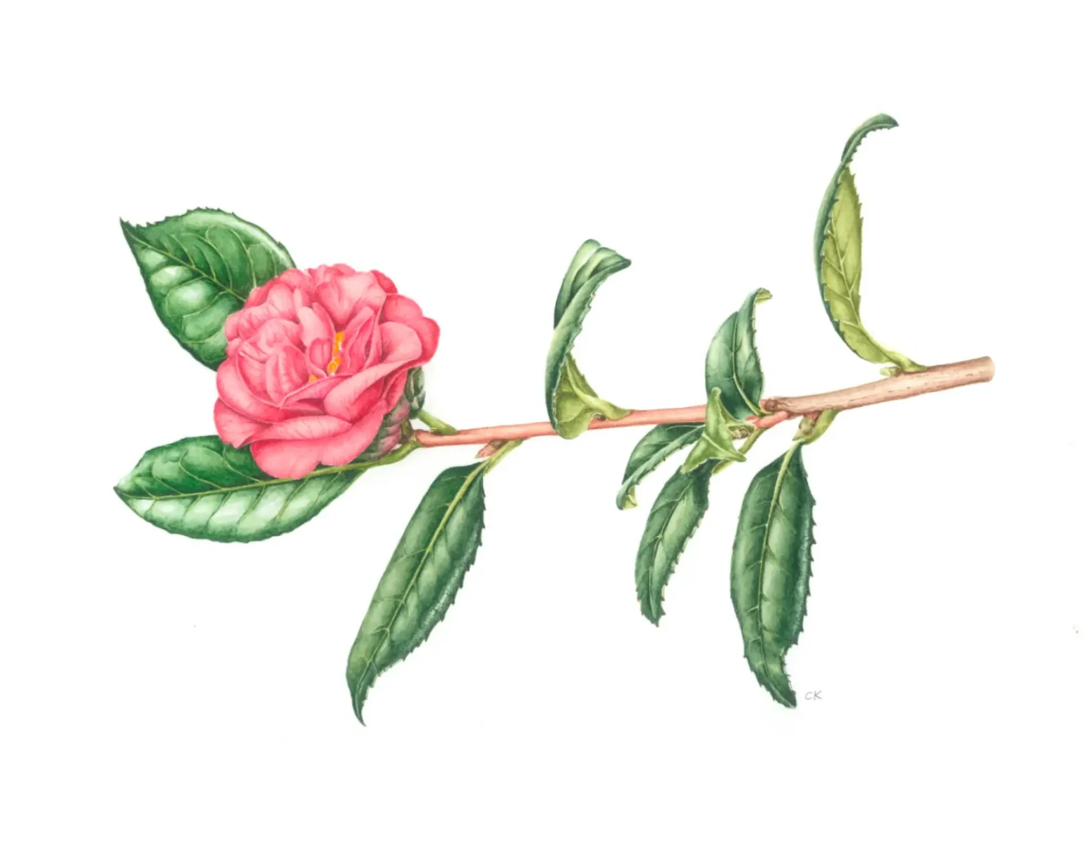 Camellia japonica Drama Girl