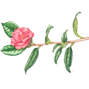 watercolour painting of Camellia-japonica-Drama-Girl