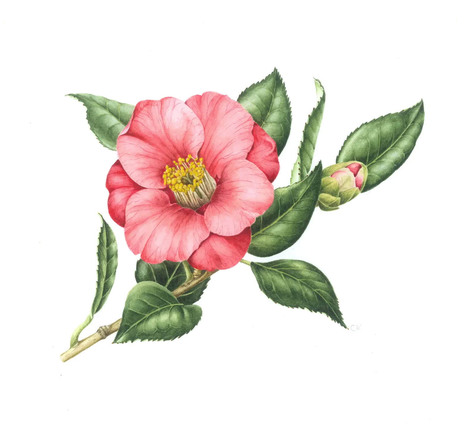 Camellia japonica "Paul's Jupiter"