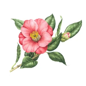 watercolour painting of pink Camellia japonica