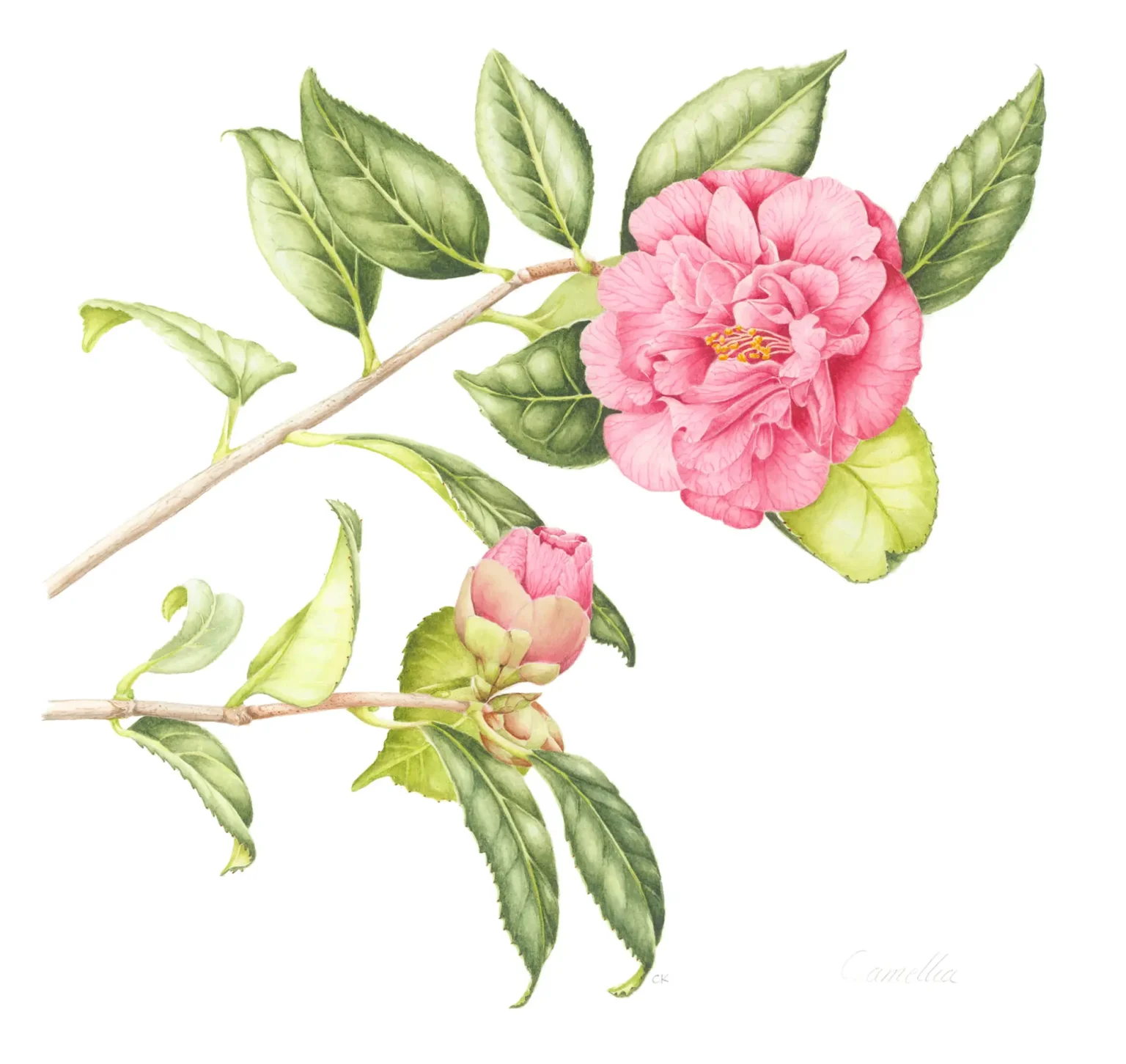 Pink Camellia
