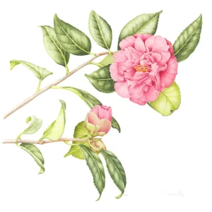 watercolour painting of pink Camellia