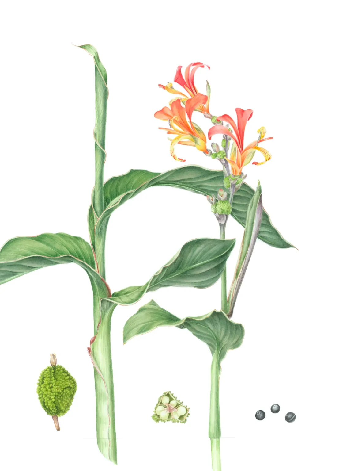 Canna indica