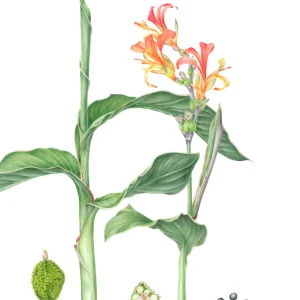 watercolour painting of Canna indica
