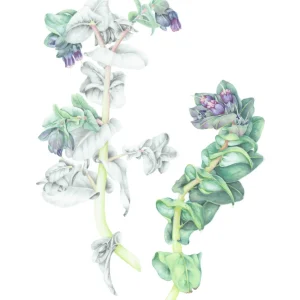 from botanical watercolour painting of cerinthe major purpurescens
