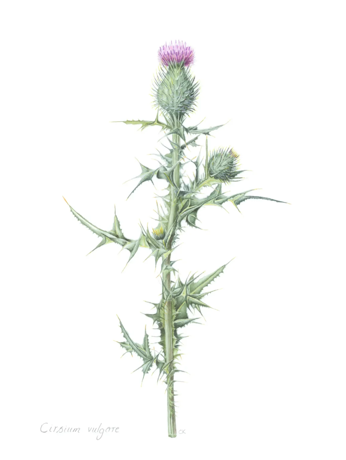 Circium vulgare