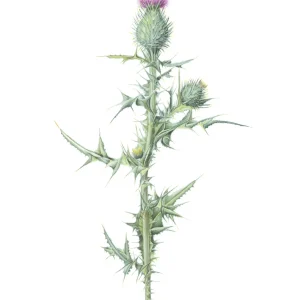 watercolour painting of grey Spear Thistle