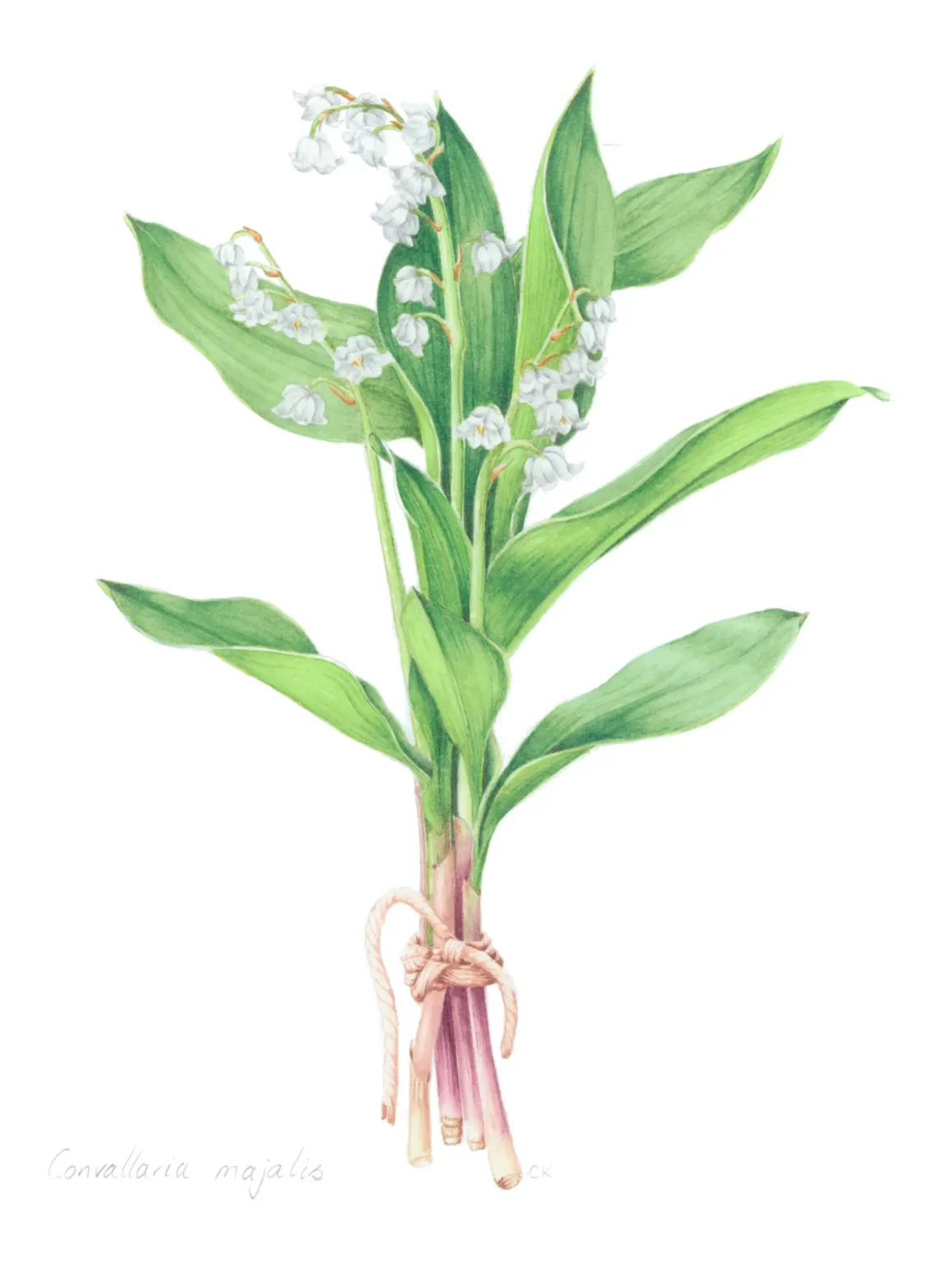 Convallaria majalis