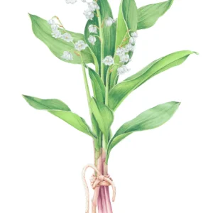 watercolour painting of lily of the valley