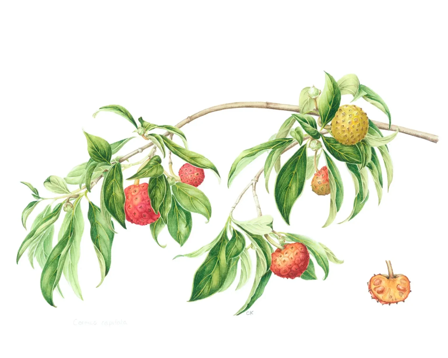 Cornus capitata