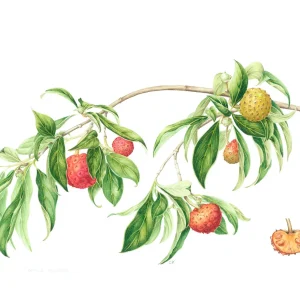watercolour painting of evergreen dogwood with orange fruits