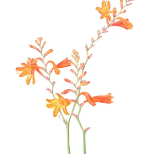watercolour painting of orange montbretia