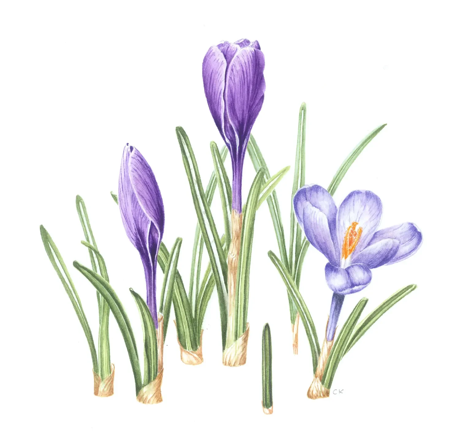 Crocus tommasinianus
