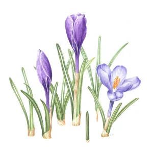 watercolour painting of purple flowering crocus