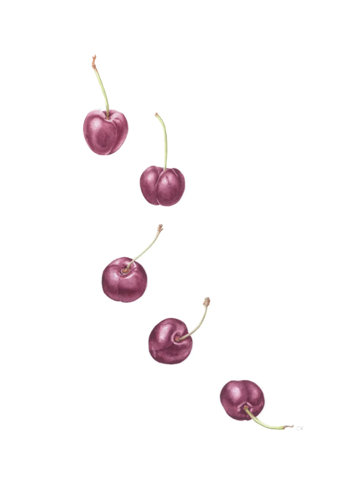 Prunus avium fruit