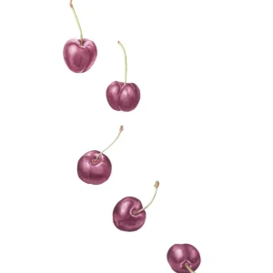 watercolour painting of falling purple cherries