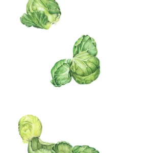 watercolour painting of sprouts