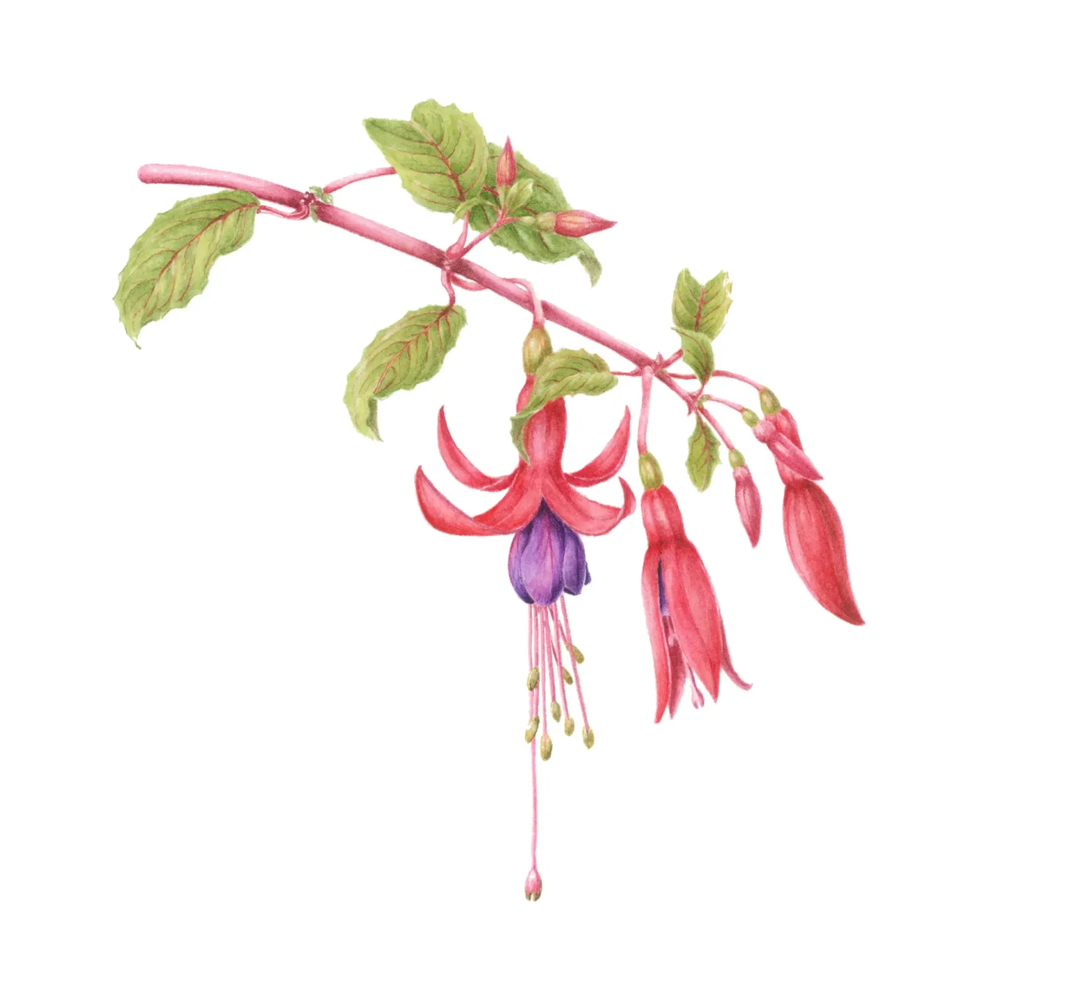 Fuchsia riccartonii "Genii"