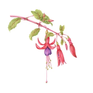 watercolour painting of Fuchsia genii