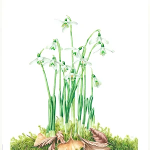 watercolour painting of Snowdrops and moss