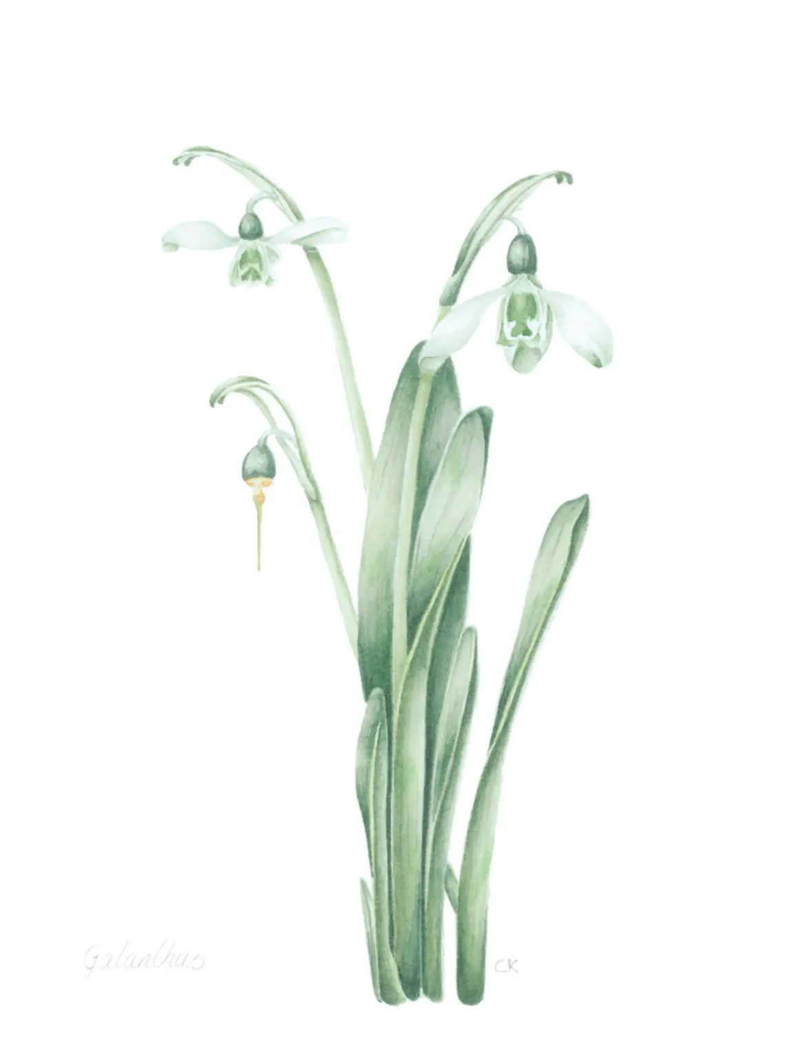 Galanthus nivalis