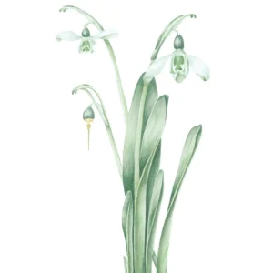 watercolour painting of Galanthus nivalis