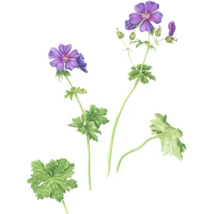 watercolour painting of geranium x magnificum