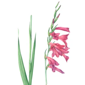 watercolour painting of Gladiolus communis