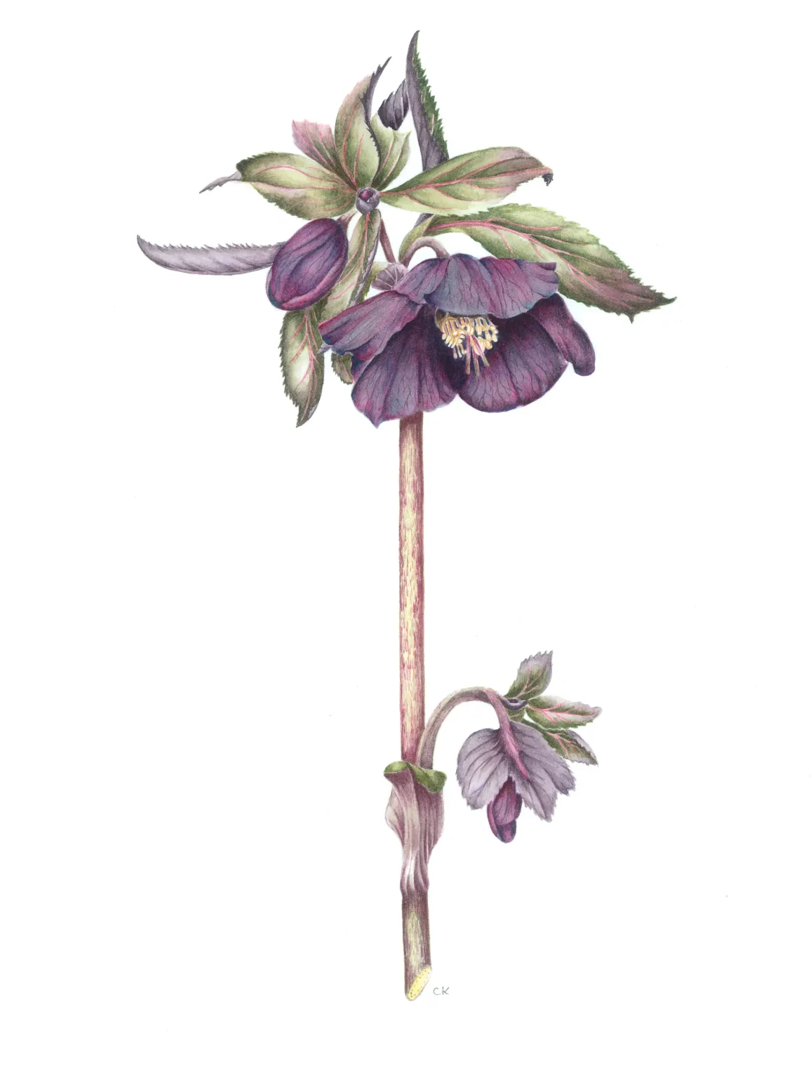 Helleborus Harvington "Shade of Night"