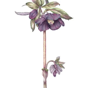 watercolour painting of Helleborus harvington Shade of Night