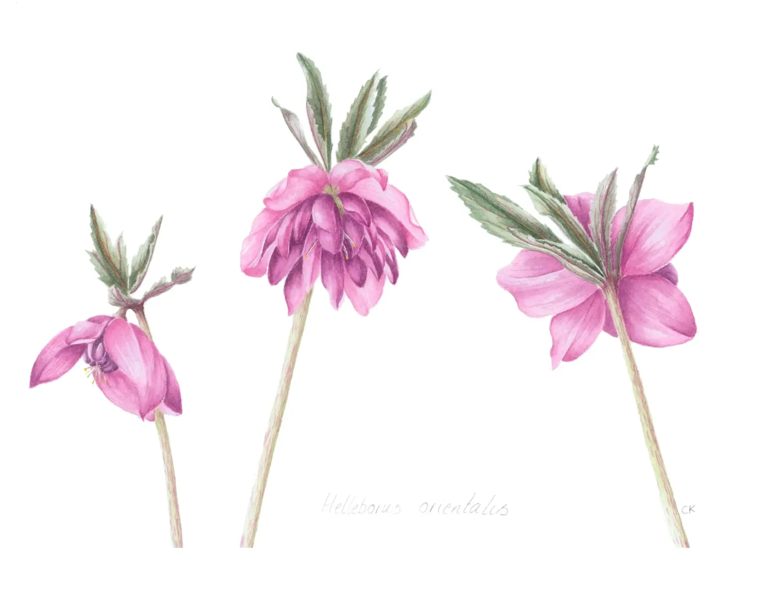 Helleborus orientalis