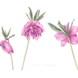 watercolour painting of hellebores
