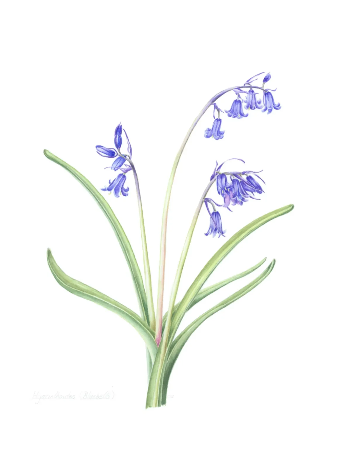 Hyacinthoides-non-scripta