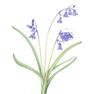 watercolour painting of bluebell