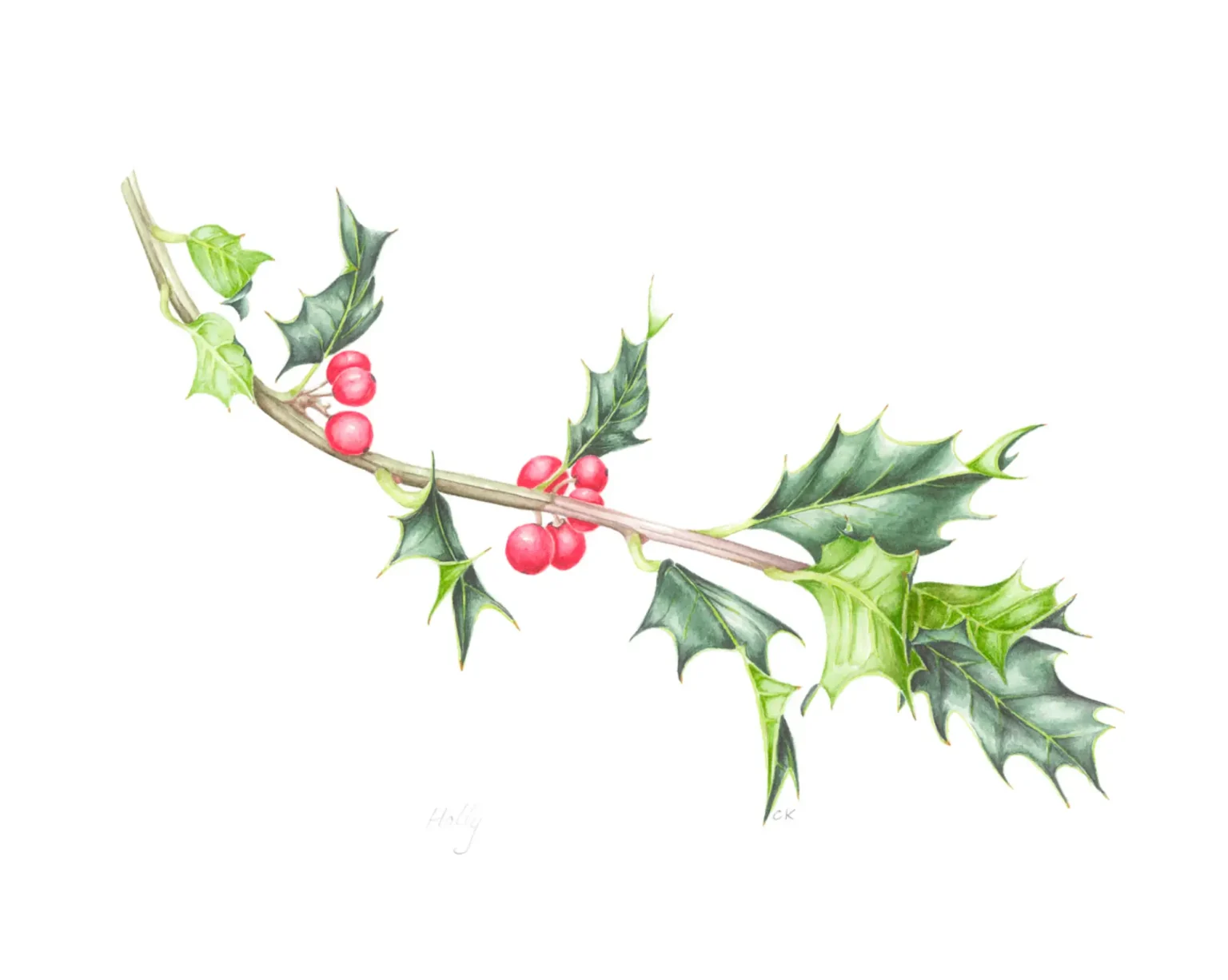 Ilex aquifolium