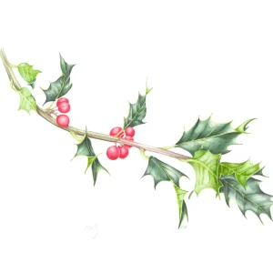 watercolour painting of Holly branch with berries
