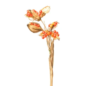 watercolour painting of Iris foetidissima