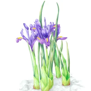 watercolour painting of purple Iris reticulata