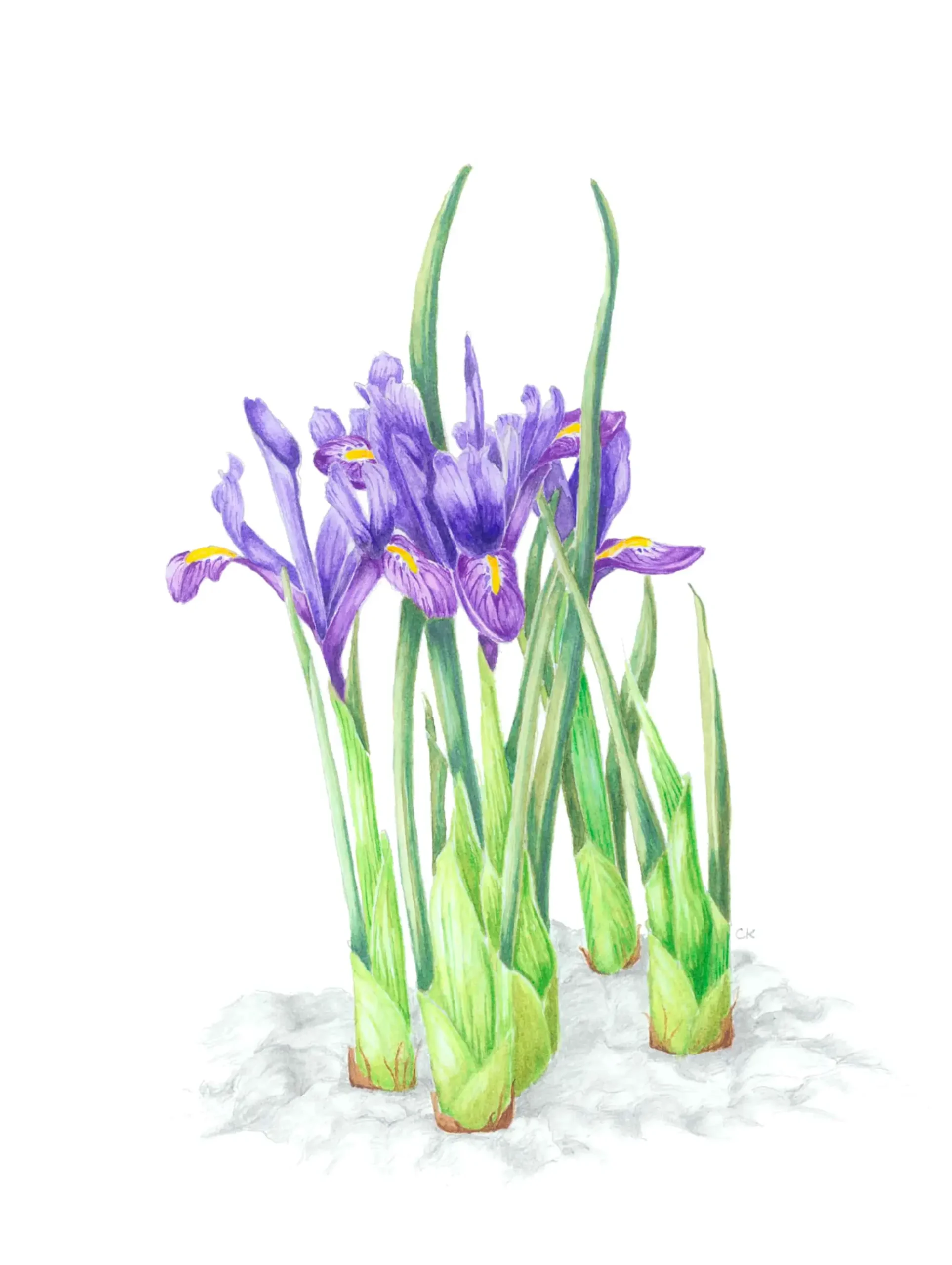 watercolour painting of purple Iris reticulata